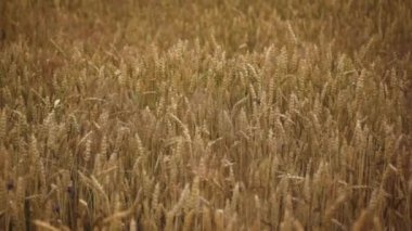 sahada büyüyen buğday