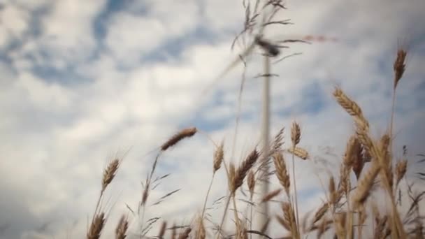 Вітрові турбіни над пшеницею — стокове відео