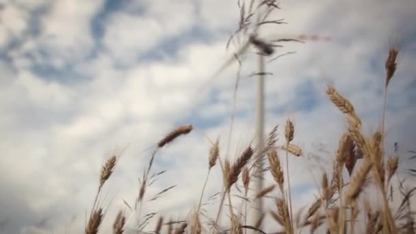 Windturbines over tarwe — Stockvideo