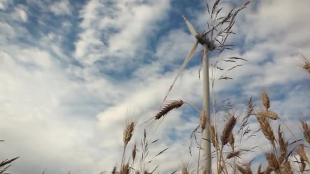 Wind turbines over wheat — Stock Video