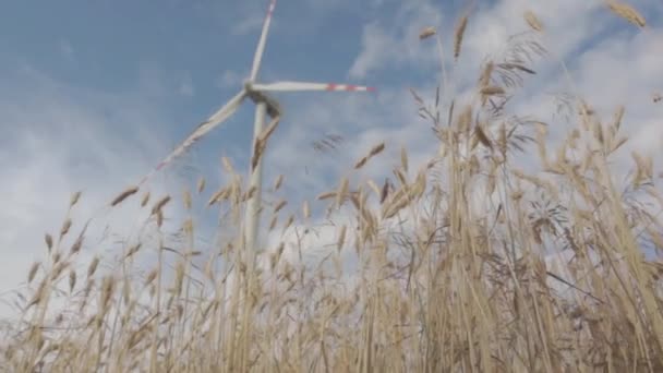Slow motion slide over wheat with wind turbines — Stock Video