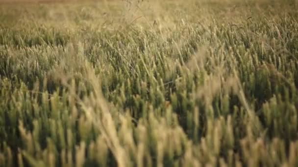 Зелена пшениця в полі — стокове відео