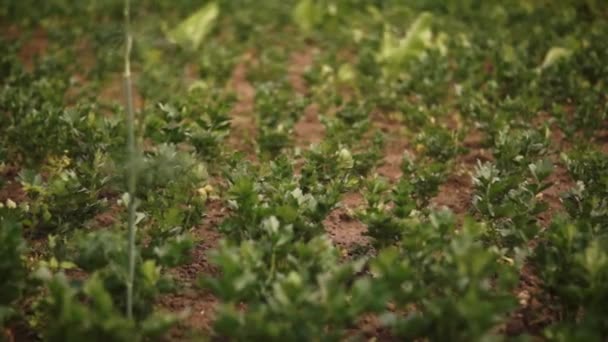 Zanahoria en el campo — Vídeos de Stock