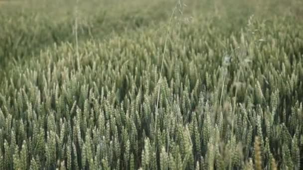 Зеленая пшеница в поле — стоковое видео