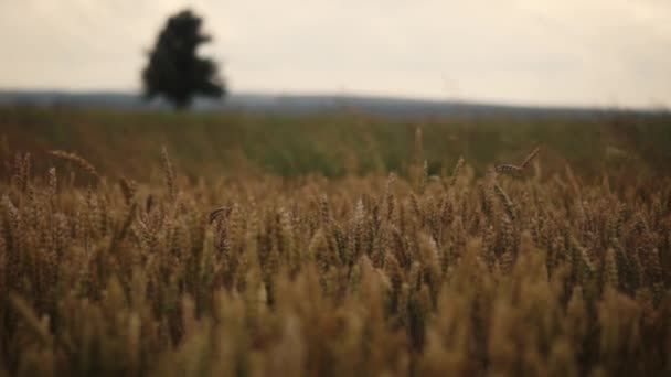 Rośnie na polu pszenicy — Wideo stockowe