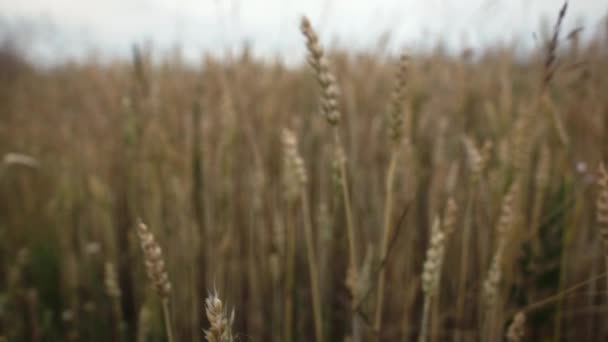 Primo piano del grano — Video Stock