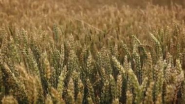 sahada büyüyen buğday