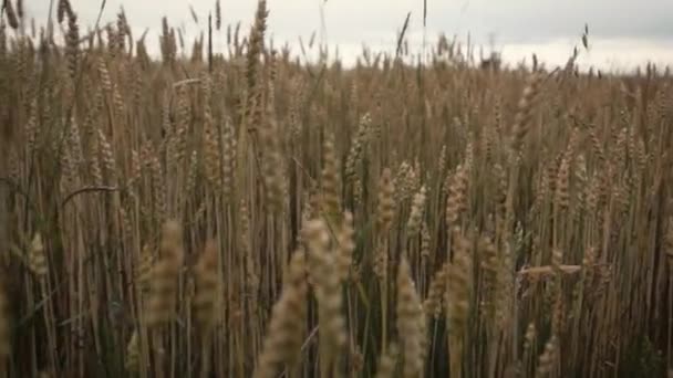 Крупним планом пшениця — стокове відео
