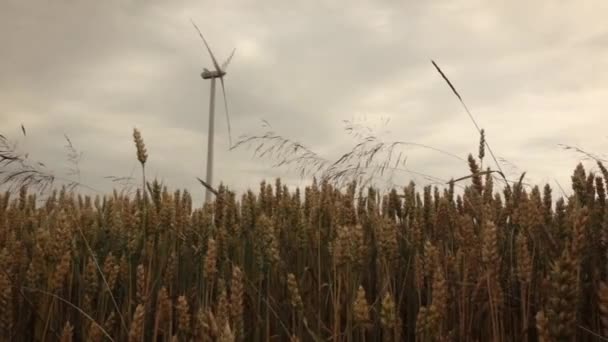 Campo con turbinas eólicas — Vídeo de stock