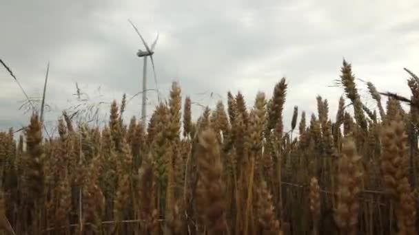 Поле з вітровими турбінами — стокове відео