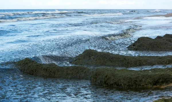 Détail Paysage Marin Avec Des Algues Vertes Sur Rivage Petites — Photo