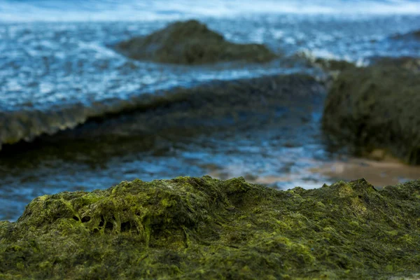 Détail Paysage Marin Avec Des Algues Vertes Sur Rivage Petites — Photo