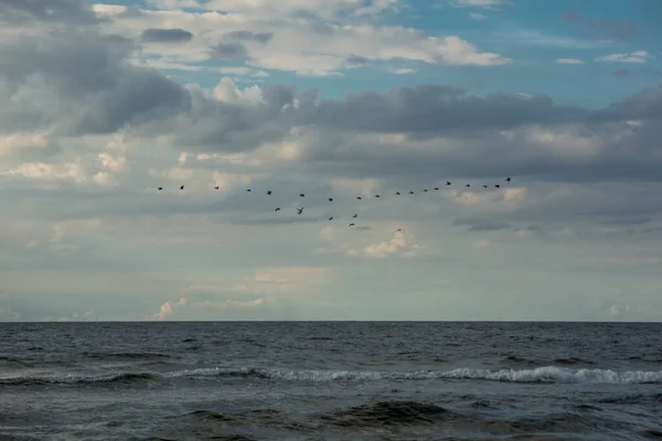 Grandes Pássaros Corvos Marinhos Voando Sobre Mar Frente Céu Nublado — Fotografia de Stock