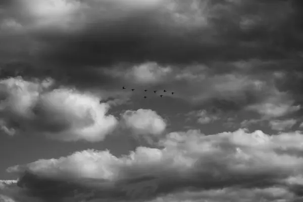 Great Cormorant Birds Flying Cloudy Sky Summer Season — Stock Photo, Image