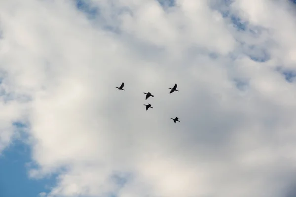Μεγάλα Κορμοράνοι Πουλιά Πετούν Πάνω Από Συννεφιασμένο Ουρανό Κατά Θερινή — Φωτογραφία Αρχείου