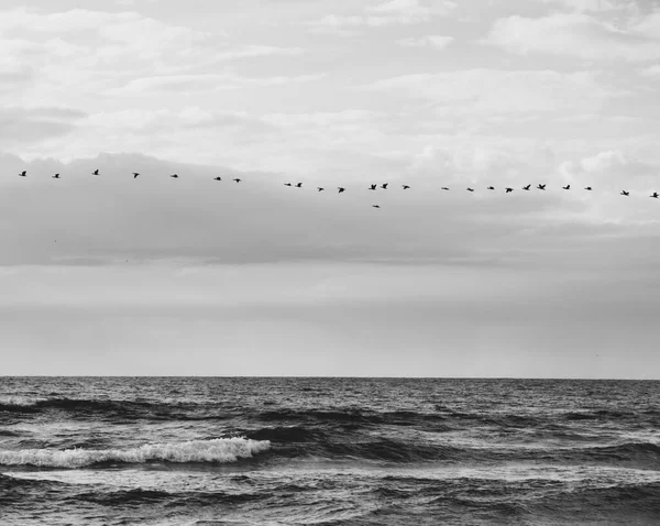 Grandes Aves Cormoranes Volando Sobre Mar Frente Cielo Nublado Temporada — Foto de Stock