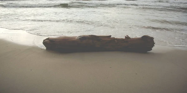 Velho Driftwood Que Coloca Uma Praia Arenosa Hitten Por Ondas — Fotografia de Stock