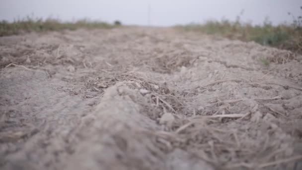 手持ちのカメラは植物とジャガイモを掘った後にジャガイモのフィールドを徹底的にスライド — ストック動画