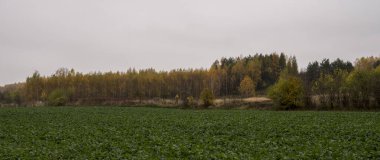 Sonbahar mevsiminin sonunda altın, sarı yapraklar ve iğnelerle kaplı ağaçlarla kaplı bir manzara.