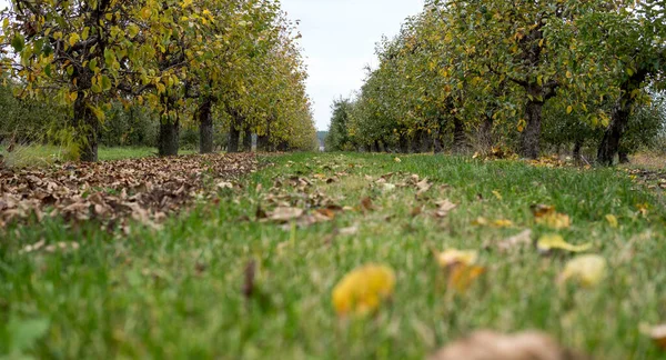 秋天结束时 果园里一排排生长着苹果树的风景 — 图库照片