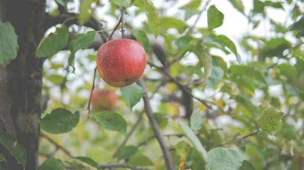 Single Apple Hanging Tree End Autumn — Stock Photo, Image
