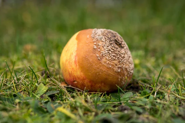 秋の間に腐ったリンゴが草の上に寝そべって — ストック写真