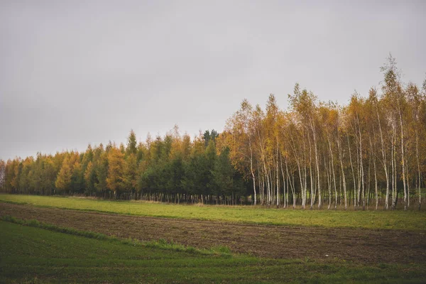 Paisaje Con Árboles Cubiertos Hojas Agujas Doradas Amarillas Final Temporada —  Fotos de Stock