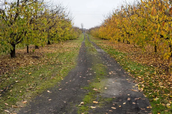 landscape with ground road through apple orchard during autumn season
