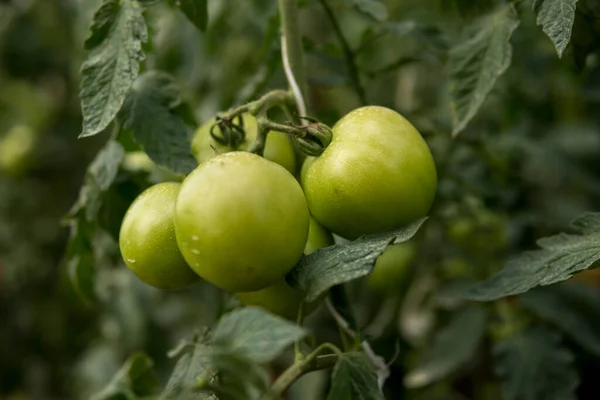 Dettaglio Pomodori Verdi Che Crescono All Interno Una Serra — Foto Stock