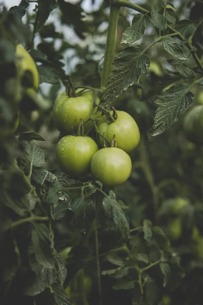 Dettaglio Pomodori Verdi Che Crescono All Interno Una Serra — Foto Stock