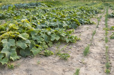 Salatalık tarlada arka arkaya yetişiyor.