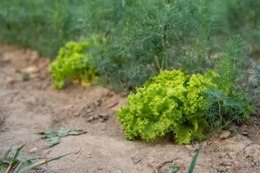 Yaz mevsiminde tarlada yetişen yeşil dereotunun ve marulun ayrıntıları