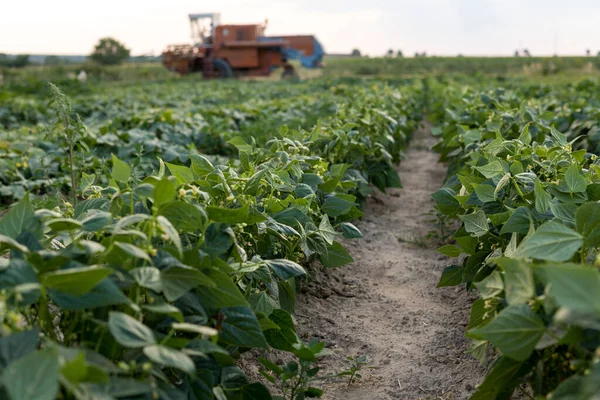 畑で育つ緑の豆の隣を通るコンバイン ハーベスター — ストック写真