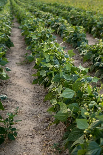 夏の季節に畑で1列に成長する緑豆の植物 — ストック写真