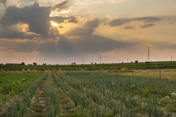 Zwiebelanbau Auf Dem Feld Auf Einer Ökologischen Plantage Polen — Stockfoto
