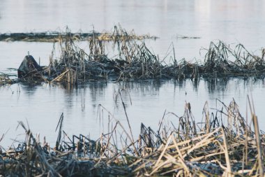 Kış mevsiminde buzla kaplı bir göldeki baston kalıntılarının ayrıntıları.