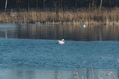 Kışın güneşli bir günde suda yüzen zarif beyaz kuğu.