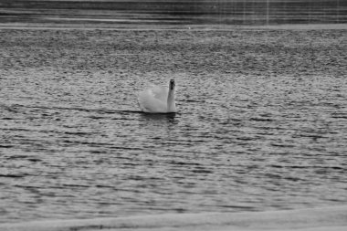 Kışın güneşli bir günde suda yüzen zarif beyaz kuğu.