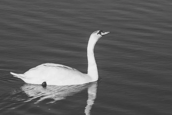 Elegante Cisne Branco Nadando Uma Água Durante Dia Ensolarado Temporada — Fotografia de Stock