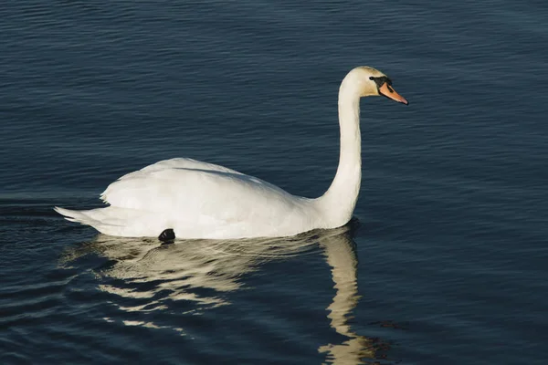 Elegante Cisne Branco Nadando Uma Água Durante Dia Ensolarado Temporada — Fotografia de Stock