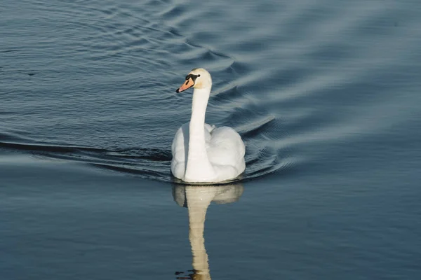 Elegante Cisne Blanco Nadando Agua Durante Día Soleado Temporada Invierno —  Fotos de Stock