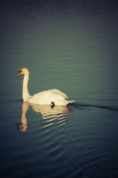 Elegante Cisne Branco Nadando Uma Água Durante Dia Ensolarado Temporada — Fotografia de Stock