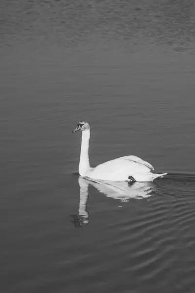 Elegante Cisne Branco Nadando Uma Água Durante Dia Ensolarado Temporada — Fotografia de Stock