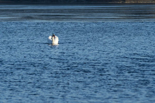 冬の晴れた日には優雅な白鳥が水面を泳いでいます — ストック写真
