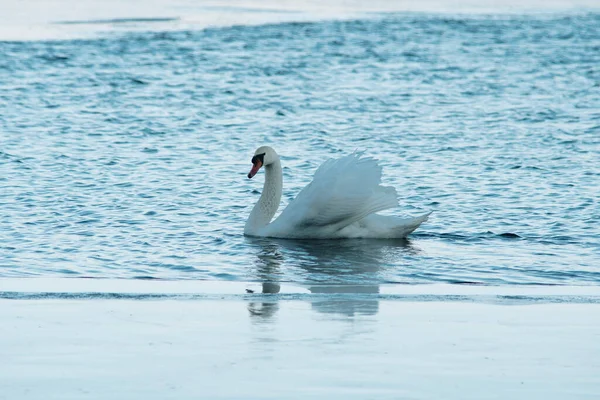 冬季阳光明媚的日子 优雅的白天鹅在水面上游泳 — 图库照片