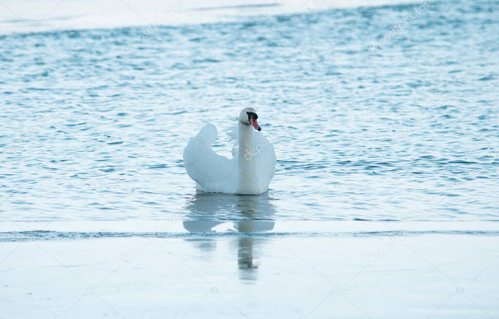 elegant white swan swimming on a water during sunny day in winter season
