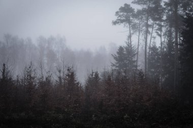 Sisli bir günde sonbaharın sonunda kahverengi yapraklı küçük ağaçlar