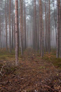 Sonbahar mevsiminde sisli bir günde yüksek çam ağaçları olan bir orman manzarası