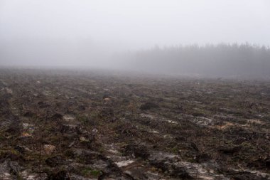 Yaşlı ağaçlar ilk kesildiğinde terasta büyüyen küçük ağaçlar.