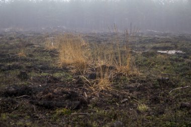 Ağaçları kestikten sonra oluşan ormanla sisli bir gün boyunca manzara